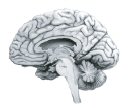 Internal View of the Human Brain
