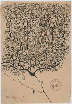 Image of drawing by Santiago Ramón y Cajal