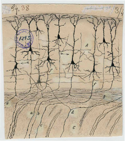 Image of drawing by Santiago Ramón y Cajal