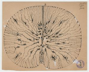 Cajal drawing at WAM Jan 2017 exhibit